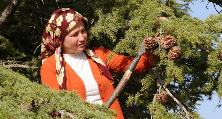 A Woman Forester Who Collect The Pine Cones